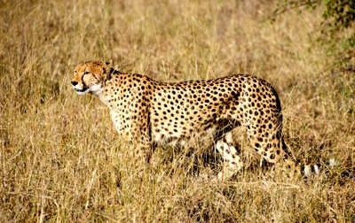 WID_2433 Cheetah